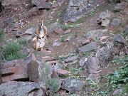  The rock wallabies come out at dusk to feed after spending the day up in the rocks